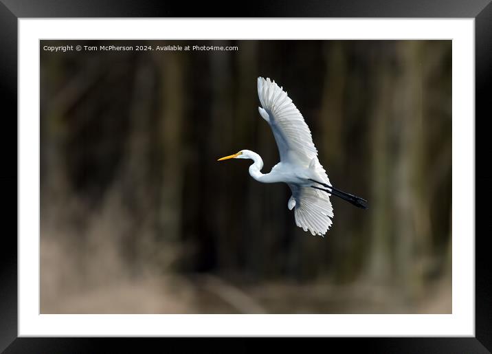 Great Egret Framed Mounted Print by Tom McPherson