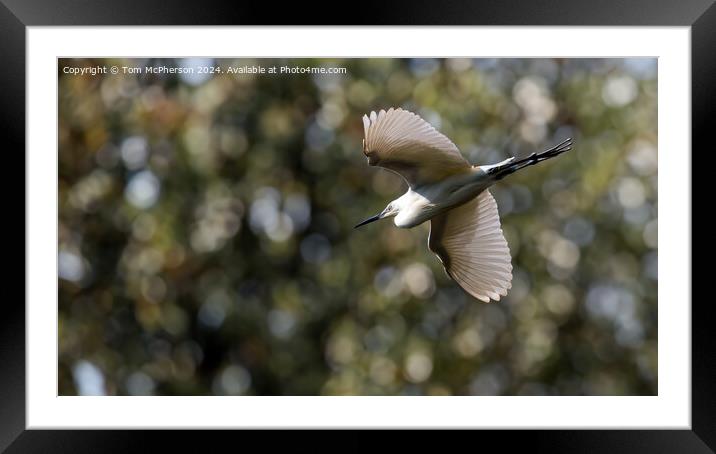 Great Egret Framed Mounted Print by Tom McPherson