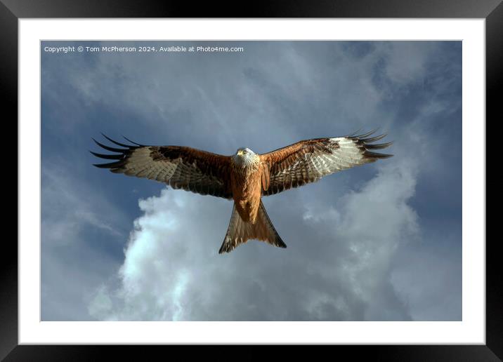 Red Kite Framed Mounted Print by Tom McPherson