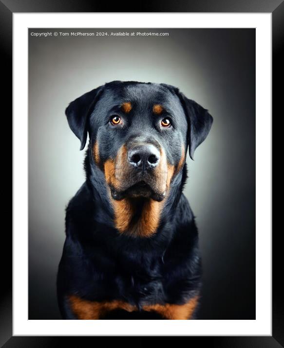 The Rottweiler  Framed Mounted Print by Tom McPherson