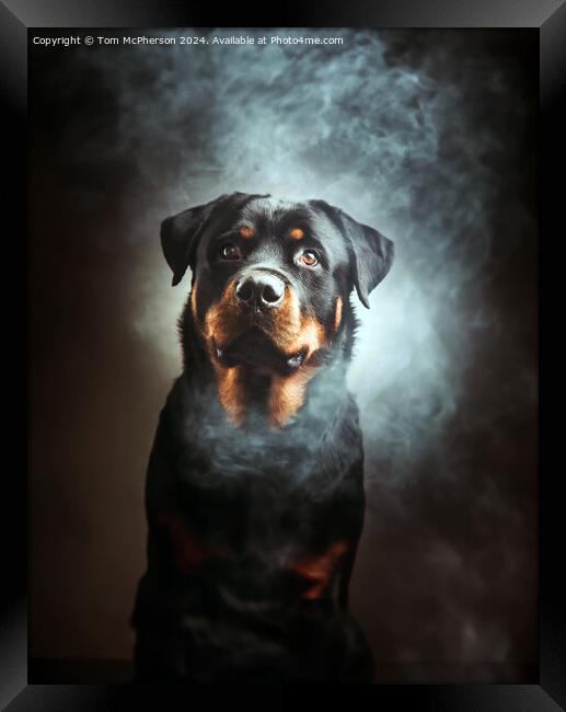 The Rottweiler  Framed Print by Tom McPherson