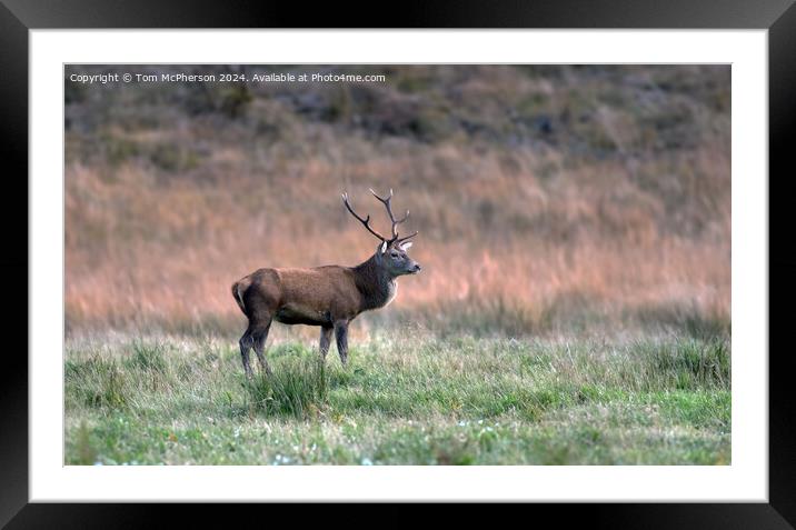 Red Deer Stag Framed Mounted Print by Tom McPherson