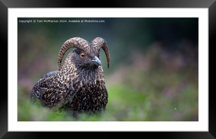 Wild Haggis (male) Framed Mounted Print by Tom McPherson