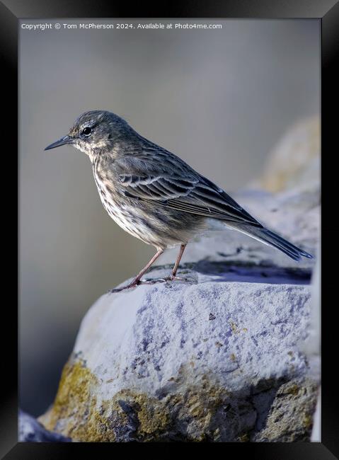 Rock pipit (Anthus petrosus) Framed Print by Tom McPherson
