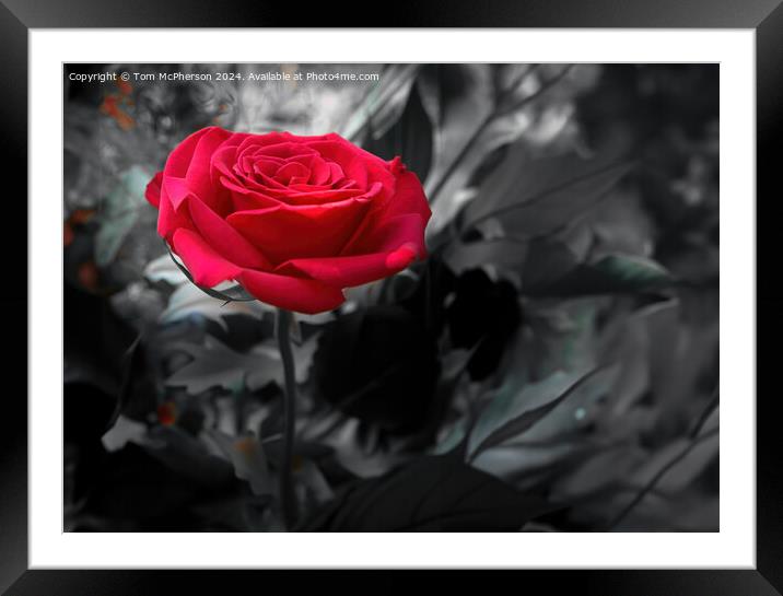 Red Rose Framed Mounted Print by Tom McPherson