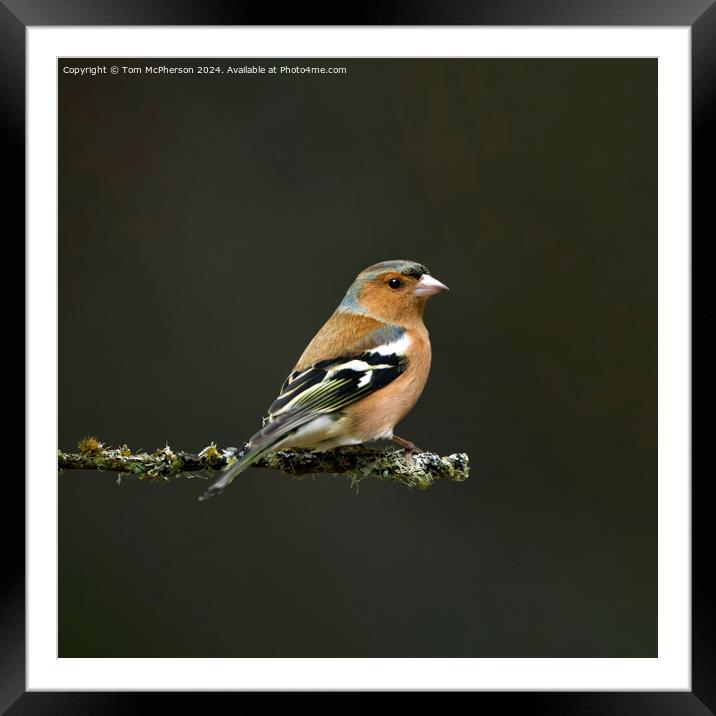 Chaffinch Framed Mounted Print by Tom McPherson