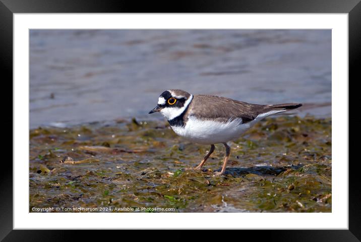 Little Ringed Plover  Framed Mounted Print by Tom McPherson