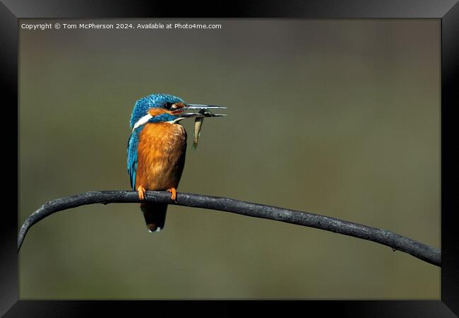 Kingfisher Framed Print by Tom McPherson
