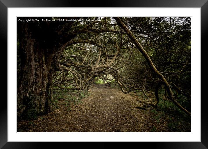 Ancient Yew Tree Grove, Kingley Vale, Sussex Framed Mounted Print by Tom McPherson