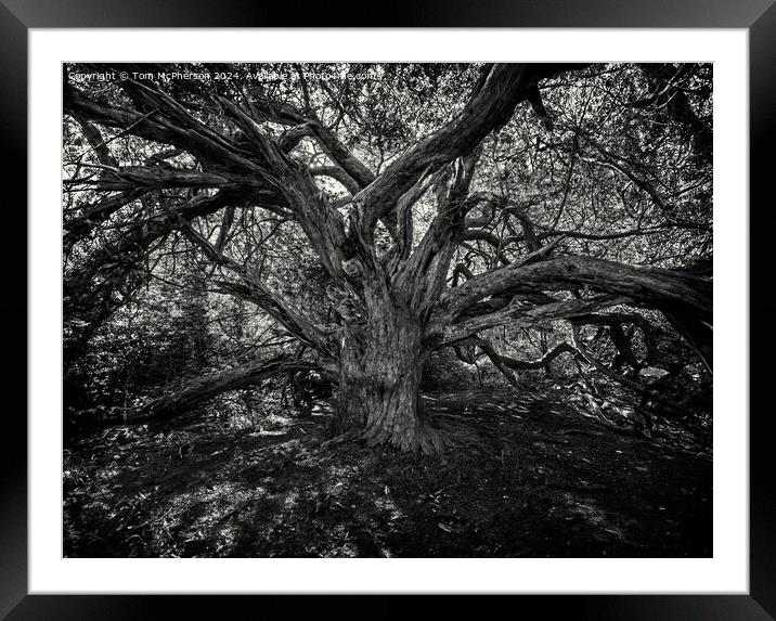 Ancient Yew Tree, Kingley Vale Framed Mounted Print by Tom McPherson
