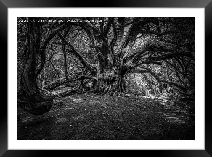 Grandfather Yew Tree, Kingley Vale, Sussex Framed Mounted Print by Tom McPherson