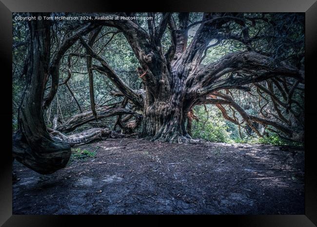 Ancient Yew Tree, Kingley Vale Framed Print by Tom McPherson