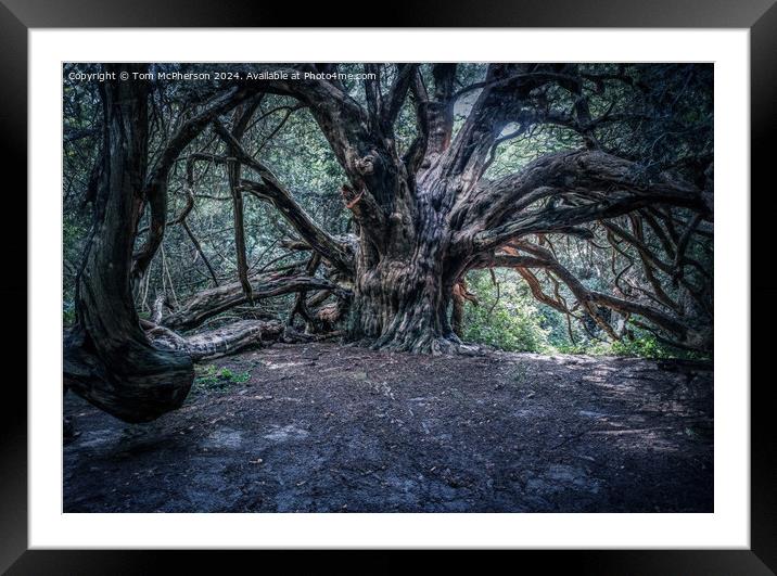 Ancient Yew Tree, Kingley Vale Framed Mounted Print by Tom McPherson