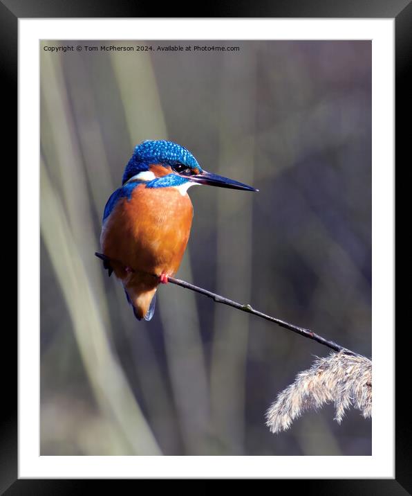 Kingfisher Framed Mounted Print by Tom McPherson