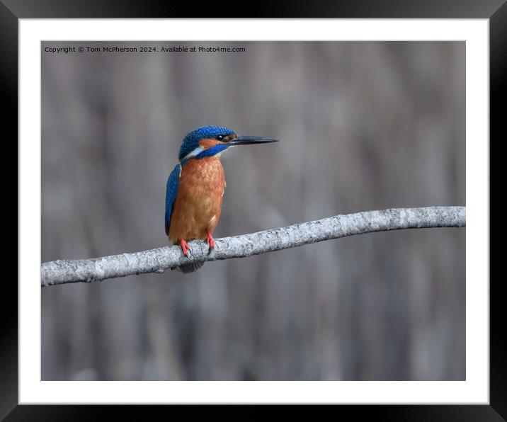 Kingfisher Framed Mounted Print by Tom McPherson