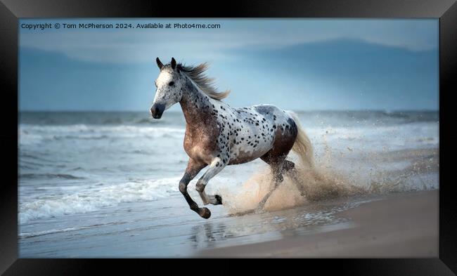 Appaloosa Horse Framed Print by Tom McPherson