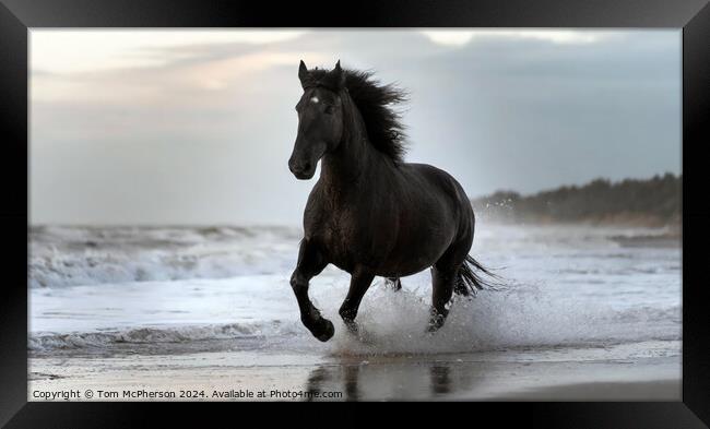 Fresian Horse on Beach Framed Print by Tom McPherson