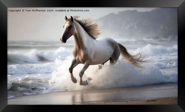 Marwari Horse on beach Framed Print by Tom McPherson