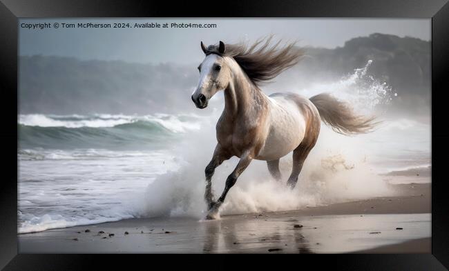 Marwari Horse on beach Framed Print by Tom McPherson