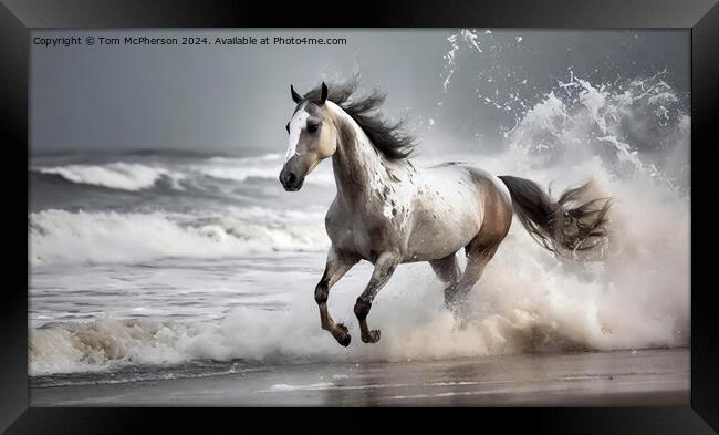 Marwari Horse on beach Framed Print by Tom McPherson