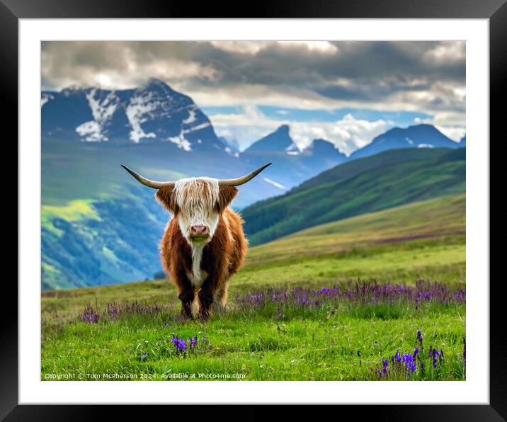 The Highland Cow  Framed Mounted Print by Tom McPherson