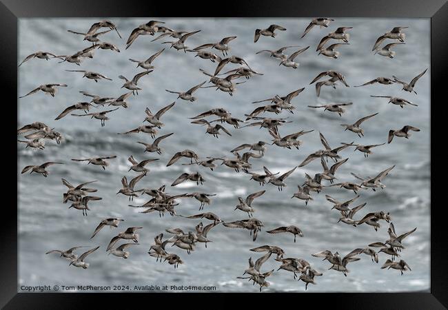 Purple Sandpipers Framed Print by Tom McPherson