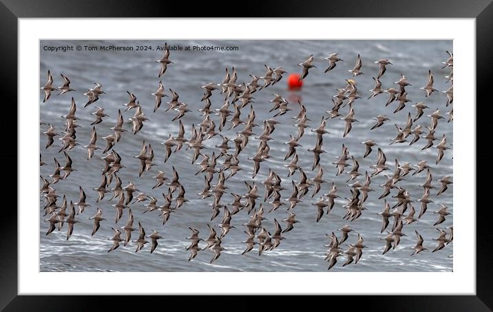 A flock of Purple Sandpipers Framed Mounted Print by Tom McPherson