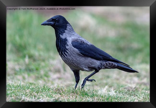 Hooded Crow Framed Print by Tom McPherson