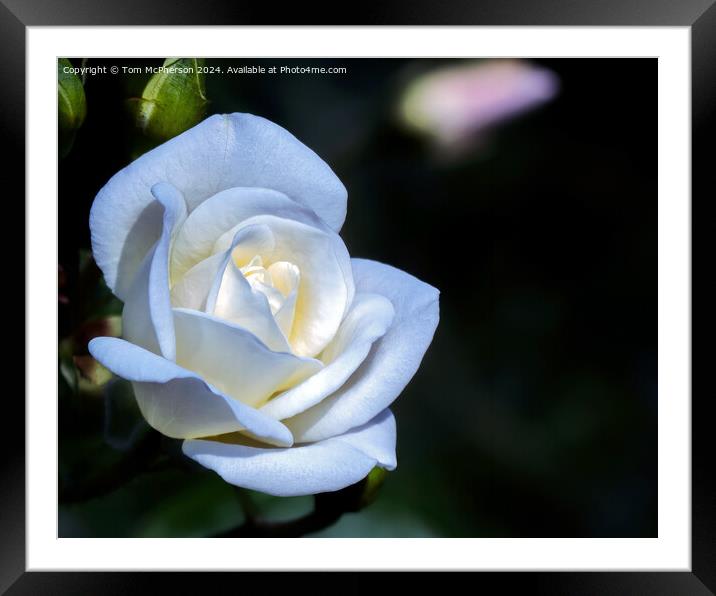 White Rose Framed Mounted Print by Tom McPherson