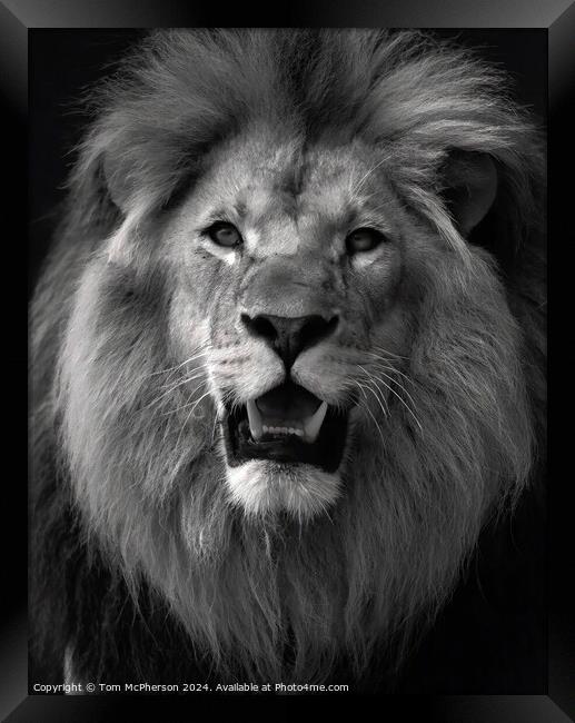 Lion (a black and white portrait) Framed Print by Tom McPherson