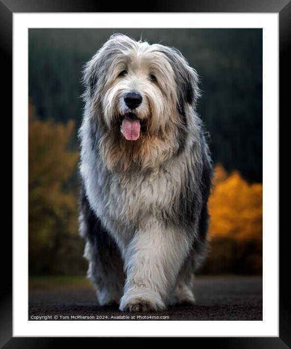The Old English Sheepdog  Framed Mounted Print by Tom McPherson