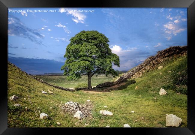 The Sycamore Gap tree  Framed Print by Tom McPherson