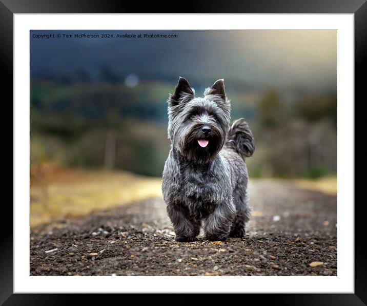 Cairn Terrier Framed Mounted Print by Tom McPherson