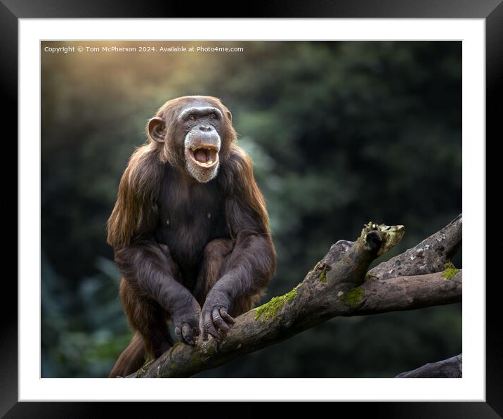 The chimpanzee Framed Mounted Print by Tom McPherson