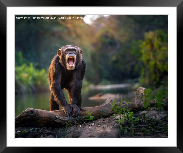 The chimpanzee Framed Mounted Print by Tom McPherson