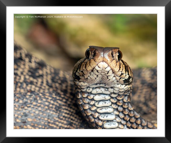 The Adder Framed Mounted Print by Tom McPherson