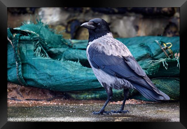 Hooded Crow Framed Print by Tom McPherson