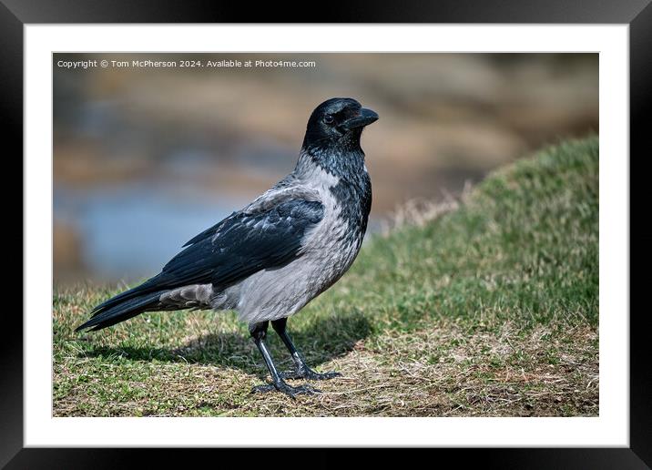 Hooded Crow Framed Mounted Print by Tom McPherson
