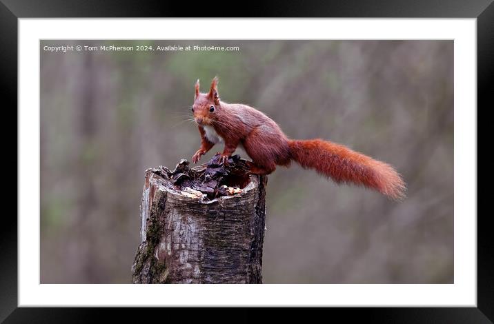 The red squirrel Framed Mounted Print by Tom McPherson