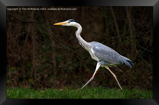 The grey heron  Framed Print by Tom McPherson