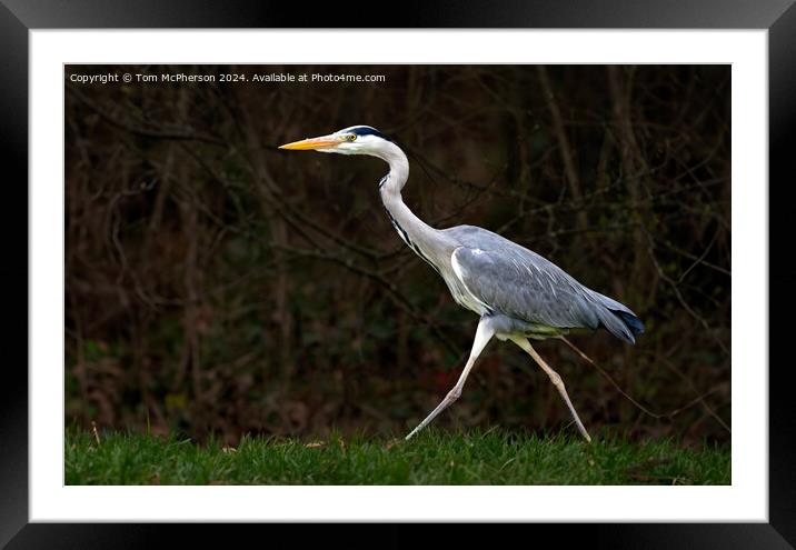 The grey heron  Framed Mounted Print by Tom McPherson
