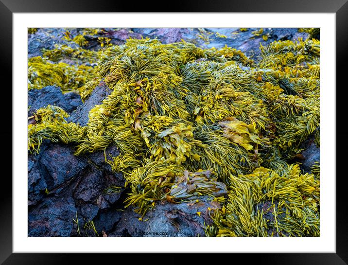 Seaweed Framed Mounted Print by Tom McPherson