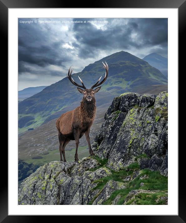 Monarch of the Glen Framed Mounted Print by Tom McPherson