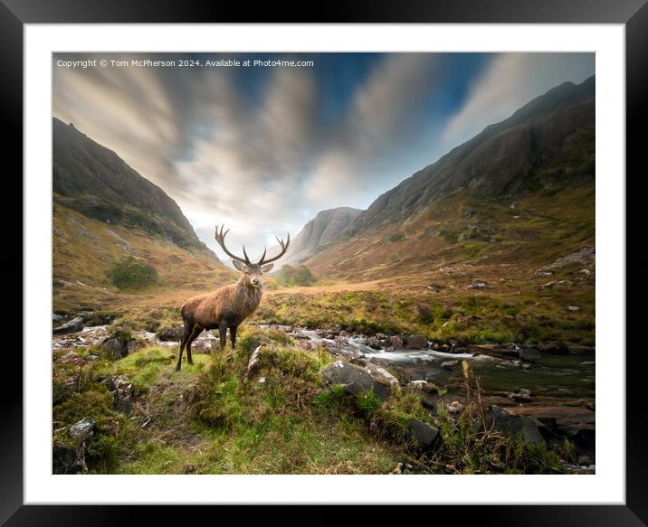 The quintessential 'Monarch of the Glen’  Framed Mounted Print by Tom McPherson