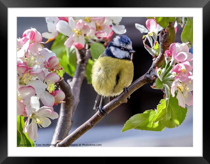 Heralds of Spring Framed Mounted Print by Tom McPherson