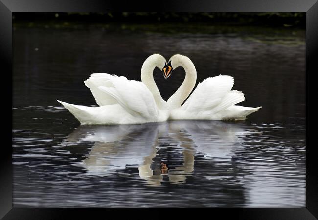 Swan Heart Framed Print by Tom McPherson