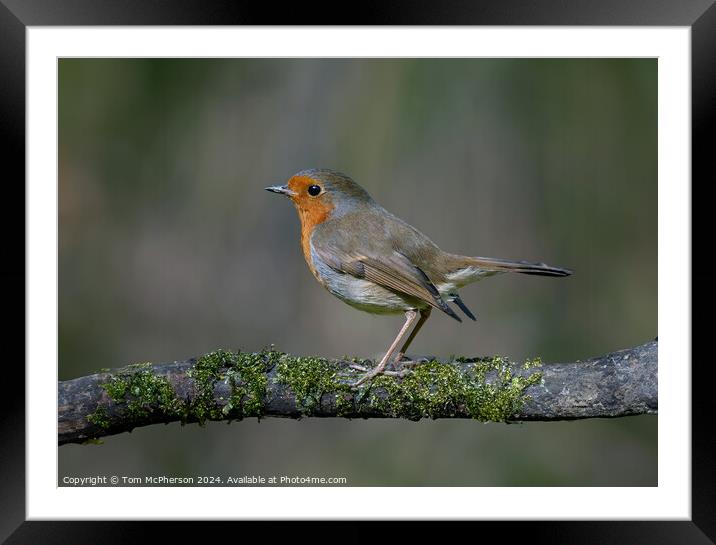 Robin Framed Mounted Print by Tom McPherson
