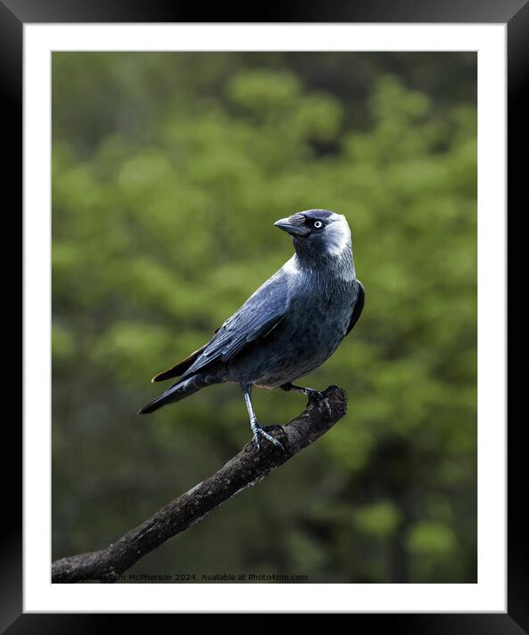 Jackdaw Framed Mounted Print by Tom McPherson