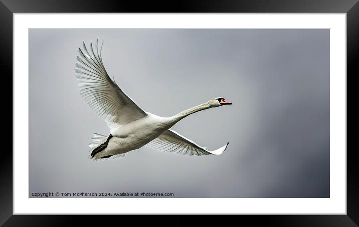 Mute Swan in Flight Framed Mounted Print by Tom McPherson