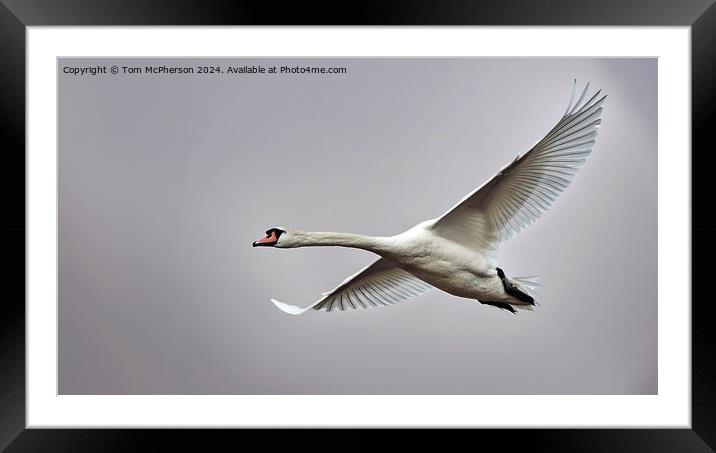 Mute Swan in Flight Framed Mounted Print by Tom McPherson